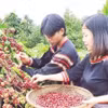 “得乐省咖啡种植与加工知识”获得国家级非物质文化遗产证书。图自nhandan.vn