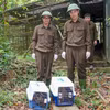 生物救助、保护和发展中心职能力量将13只野生动物被放归大自然。图自越通社