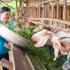 提升妇女和少数民族同胞经济发展能力。图自越通社