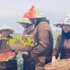 农业旅游体验项目的绿色旅游大使。图自越通社