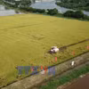 低排放水稻为越南稻米产业转型升级注入新动能