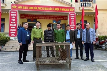 乂安省人民将珍稀的短尾猴交给职能部门。图自越通社