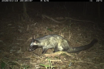 资料图。美山世界文化遗产管理委员会供图