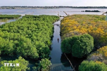 如茶红树林。图自越通社