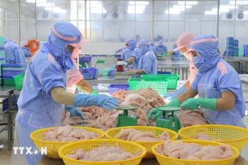 出口查鱼的加工活动。图自越通社