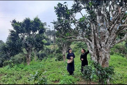 太原省12颗山雪茶树被列入“越南古树”名录。图自vietnam.vn