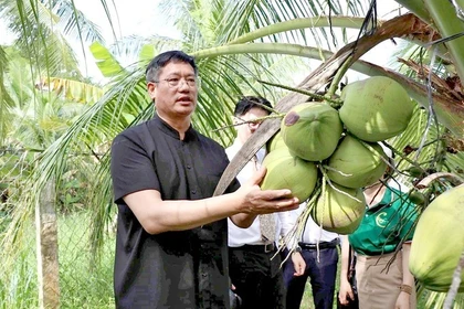 中国企业赴越南茶荣省考察椰子产地。图自西贡解放报