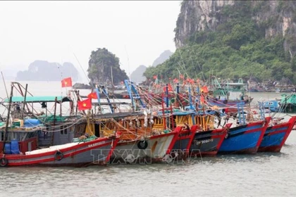 附图 图自越通社