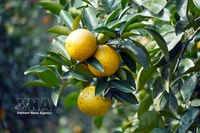 河静省上禄脆橙喜迎春节采收季：地方特产带动农业发展