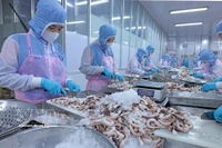 安江省辉南公司工人们正在对出口日本市场的章鱼进行加工。图片来源： 越通社