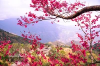 新春出游：不容错过的旅游目的地