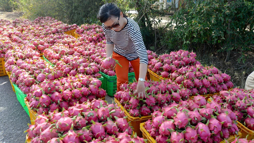 输往中国的火龙果日均出口量为1.3万吨