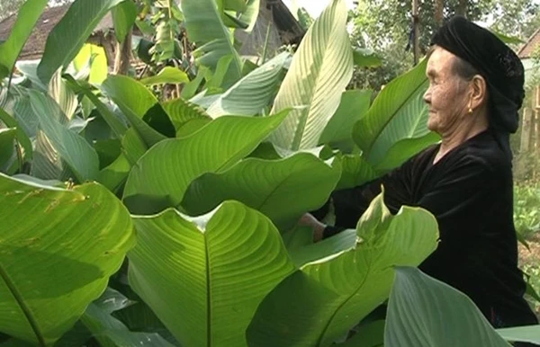 河内最大柊叶种植村春节前迎来大丰收