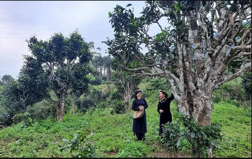 太原省12颗山雪茶树被列入“越南古树”名录。（图片来源：vietnam.vn）