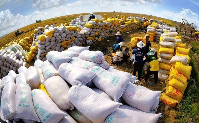截至9月15日，越南已累计出口660万吨大米，出口量同比增长1.5%。（图片来源：越通社）