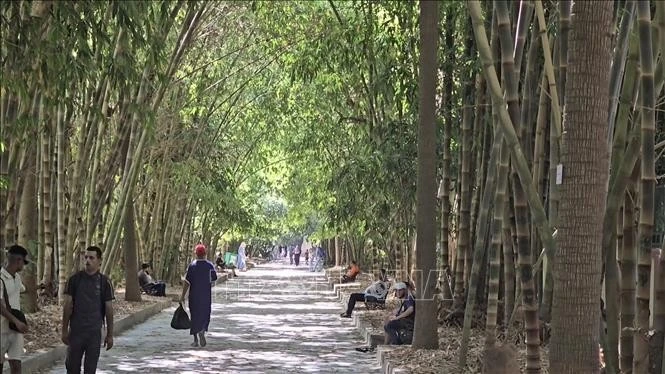越南竹林现身北非植物园。（图片来源：越通社）