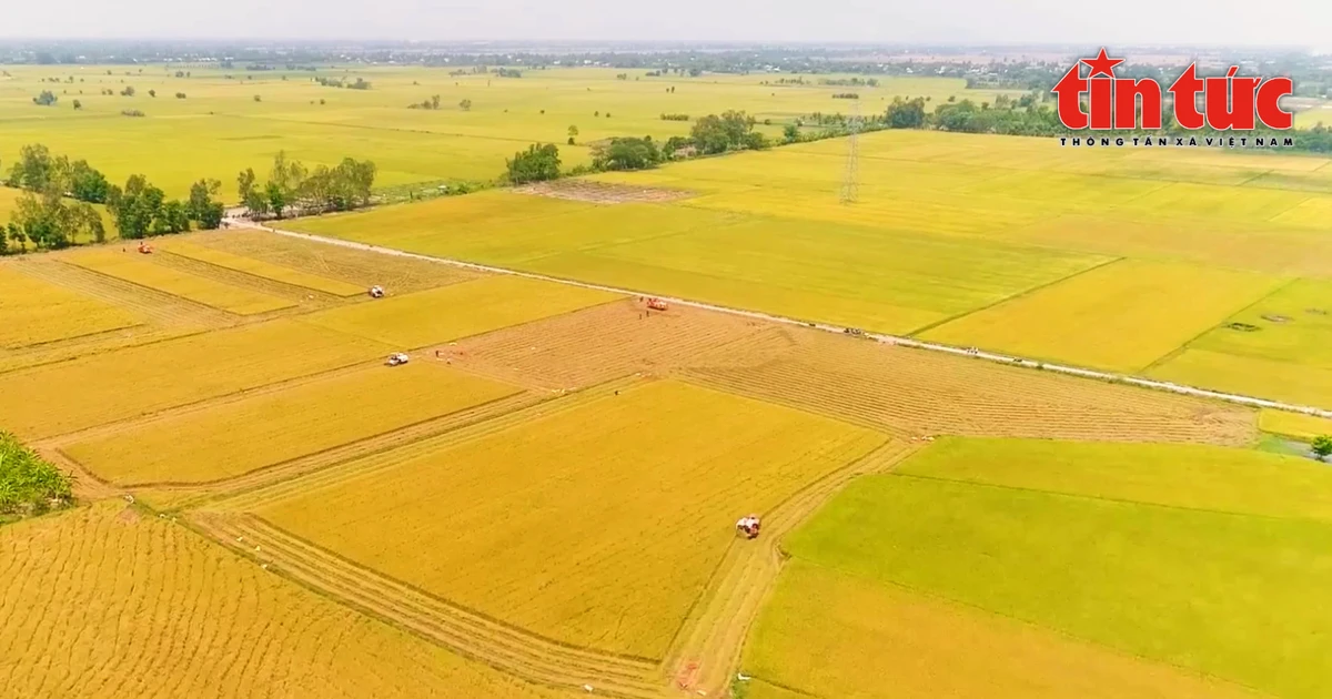 100万公顷水稻项目已使生产方式顺应国际趋势——绿色发展，所有产出的水稻产品都确定为环境友好型。（图片来源：越通社）