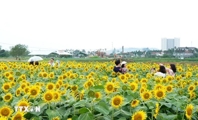 广义省安富乡的向日葵花田近日成为“打卡热点”。（图片来源：越通社）