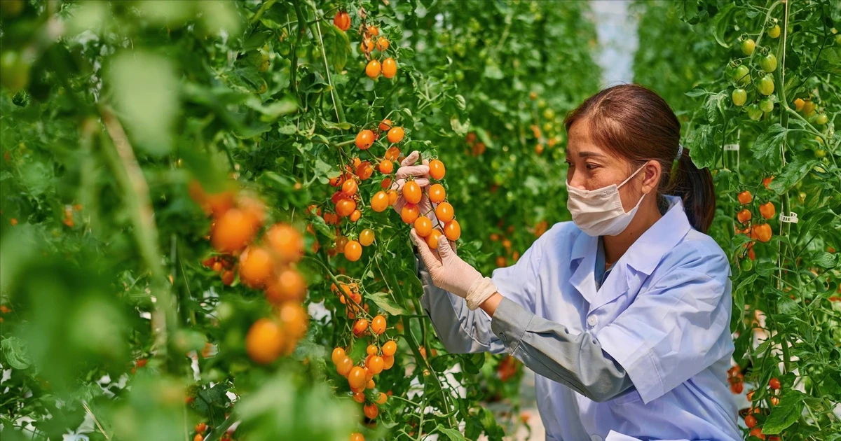 在农场应用高科技。（图片来源：越通社）