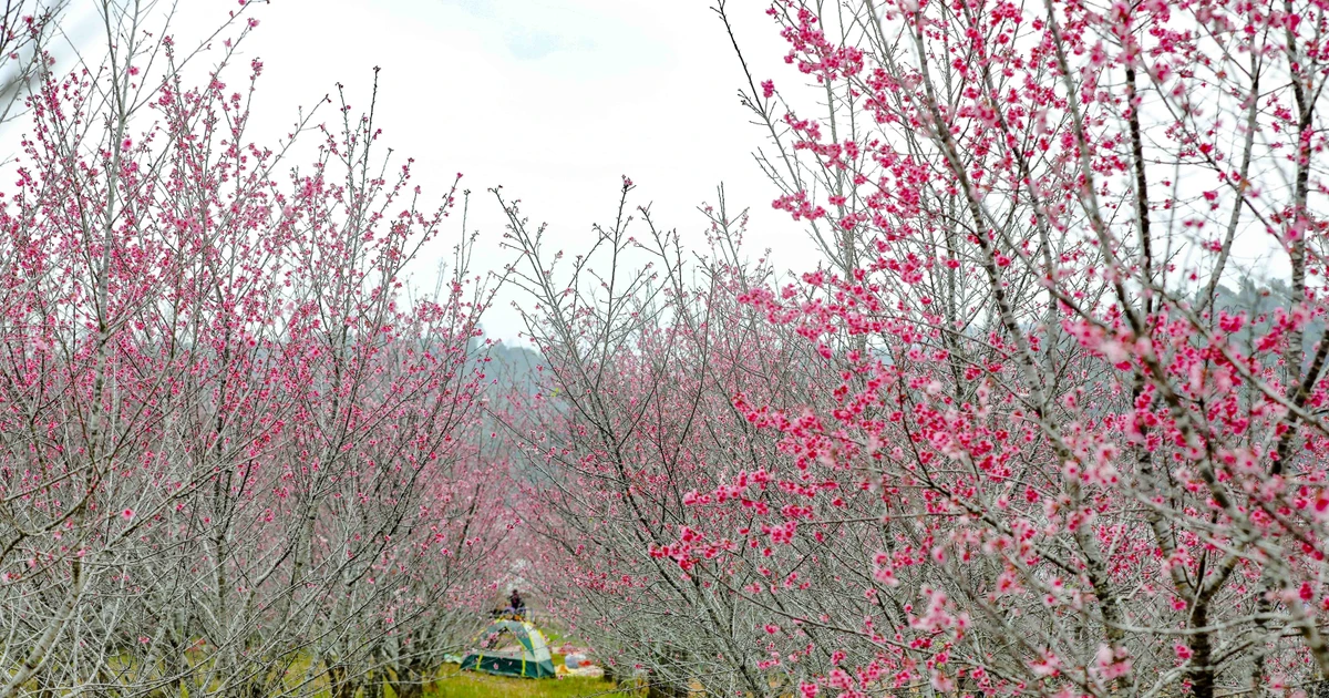 奠边省巴空桃花岛。（图片来源：越通社）