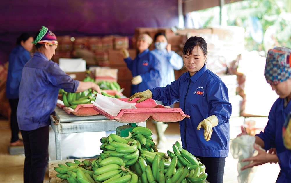 出口农产品面临更严格审查 | Vietnam+ (VietnamPlus)