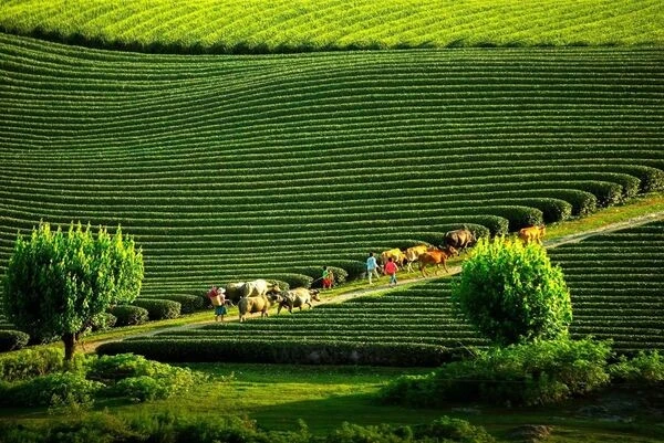 越南第六次荣获'世界领先遗产目的地'称号【视频】