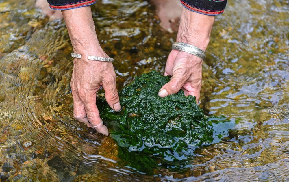 春江的传统美食已成为吸引游客的亮点 | Vietnam+ (VietnamPlus)