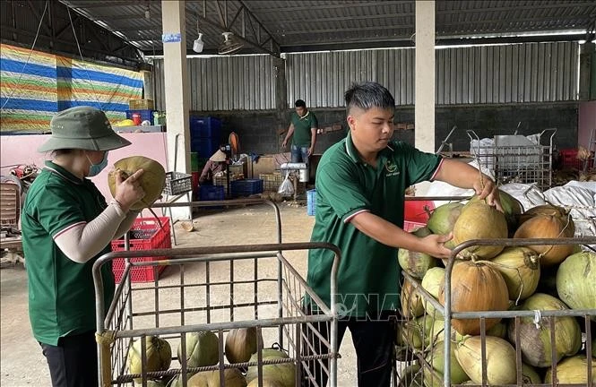 永隆省2025年椰子出口额约达5亿美元。（图片来源：越通社）