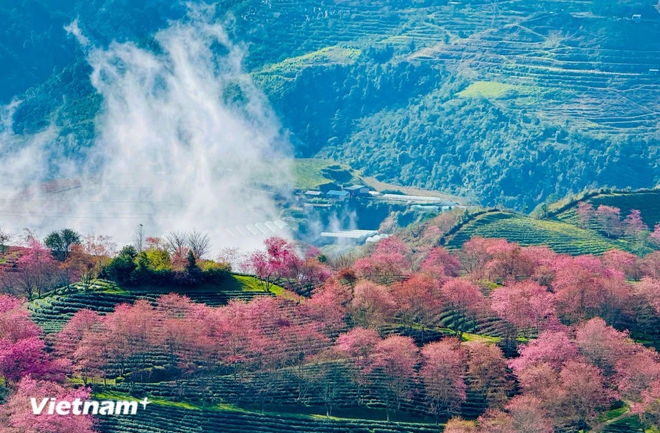 沙巴樱花盛放 绚丽夺目【组图】