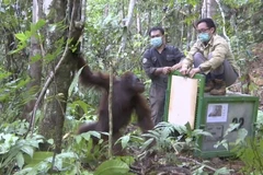 附图。图自互联网