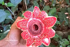 风牙-格榜国家公园发现濒危花种。图自越通社