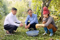 职能单位领导视察受冰雹灾害影响导致的农作物受损情况。图自越通社