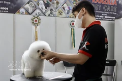 越南宠物市场吸引韩国企业目光。图自越通社