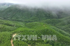 云耕乡的大径材人工林面积由云耕森林检查站负责管理。图自越通社