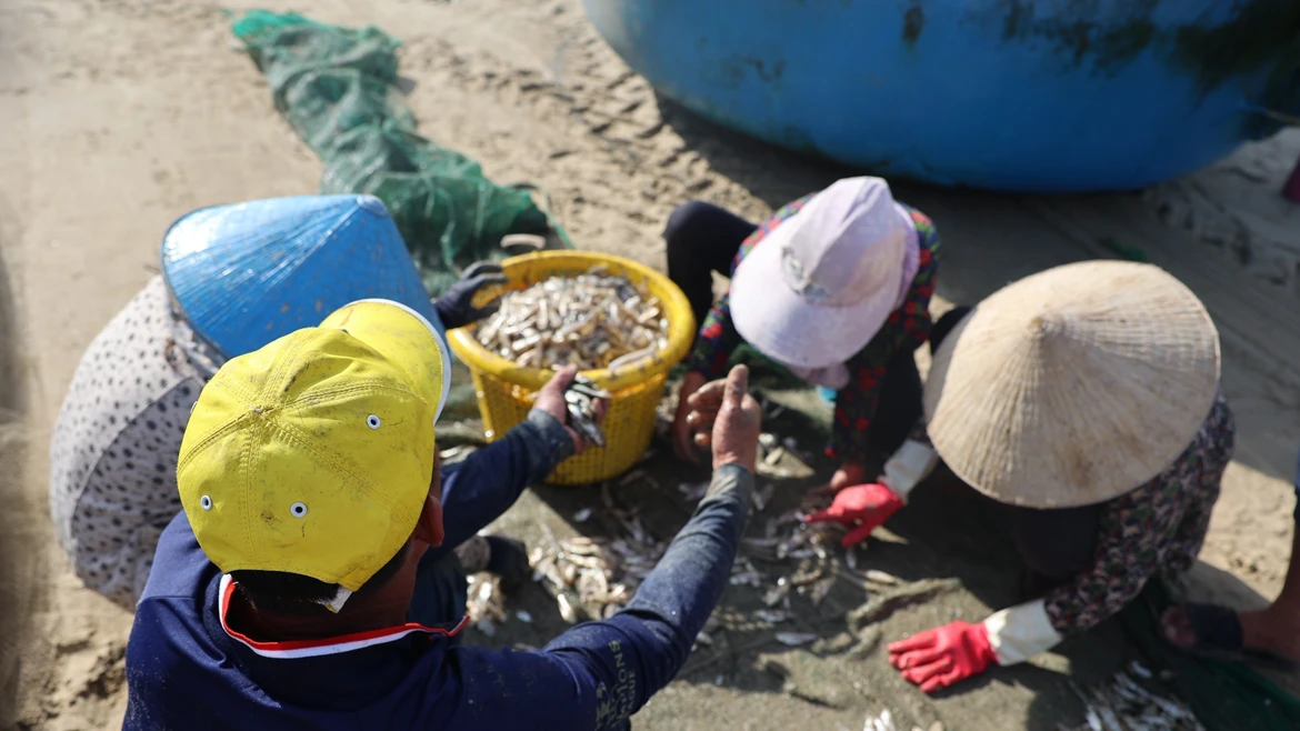 胡志明市渔民喜获叶鲱丰收