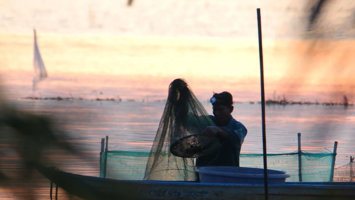 多年“汛期反枯”后，芹苴迎来丰饶的野生鱼季
