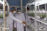 岘港市生物技术中心的实验室。图自越通社