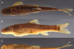 该鱼被命名为Supradiscus varidiscus，是越南高原地区的特有物种。图自bioone.org