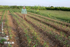 位于州宁乡的田地属于该项目的征地范围。图自越通社