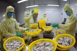 后江省明富集团工厂正在加工出口冷冻虾产品。图自越通社