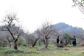 陀北古态桃以其自然树形、持久花期与雅致色泽，富含山林原生态气息，深受商贩与赏桃爱好者青睐 图自越通社