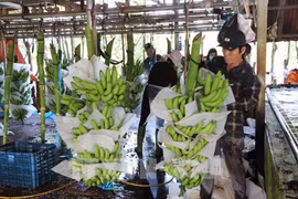 香蕉在销售前进行初加工 图自越通社