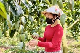 安江省芒果征服多个挑剔市场 图自越通社