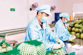 越南Vina T&T集团出口水果包装现场。图自越通社