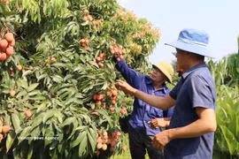 为推广荔枝品牌、拓展消费市场并提升荔枝价值，2026年荔枝季期间，北宁省将举办多项贸易促进、体验式旅游推广及数字平台销售对接活动。图自越通社。