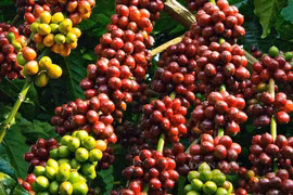 得乐咖啡种植与加工知识成为国家级非物质文化遗产