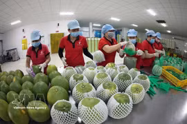 永隆省Vina T&T集团公司的工厂里，工人正在包装出口的青皮柚子。图自越通社