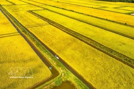 从空中俯瞰金瓯省永美乡的水稻田。图自越通社