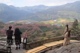 游客在沙巴乌归胡樱花林打卡 图自越通社