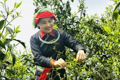 瑶族妇女在西昆岭上采摘春茶。图自越通社